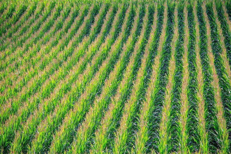 Кукурузный силос: посев, урожайность кукурузы, заготовка