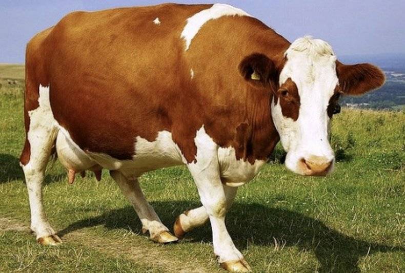 Беременность коровы – как вынашивается теленок 2020