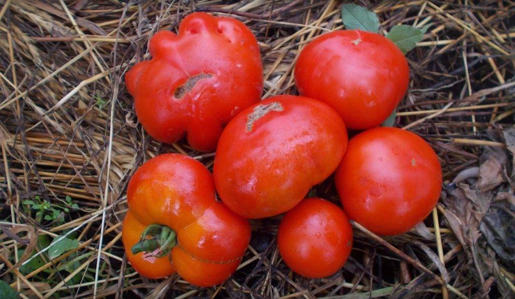 Список позднеспелых сортов томата, с подробным описанием характеристик