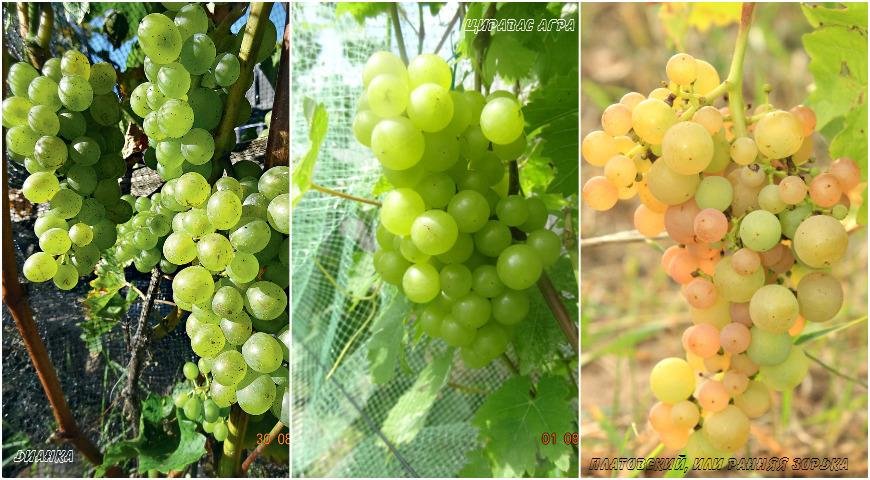 Какой сорт винограда лучше для вина?