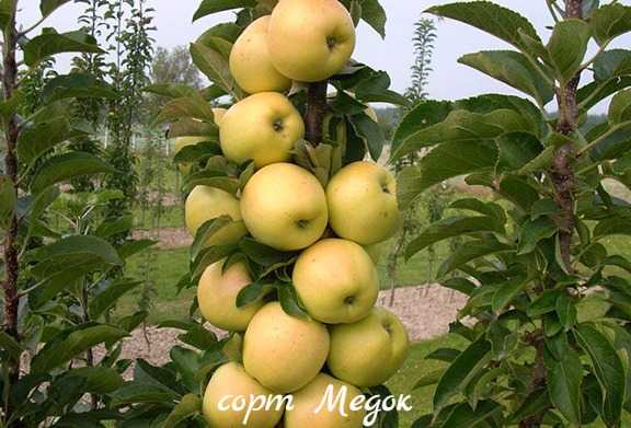 Колоновидная яблоня: сорта, выращивание, уход, отзывы и фото