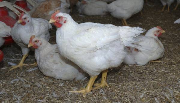Выращивание, уход и кормление цыплят бройлеров