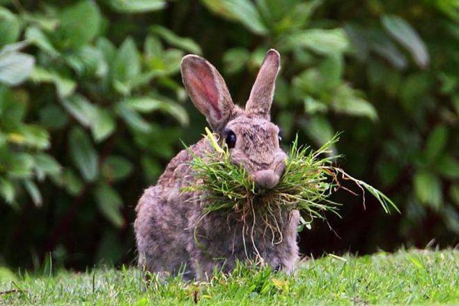 Мясо кролика: польза и вред для организма