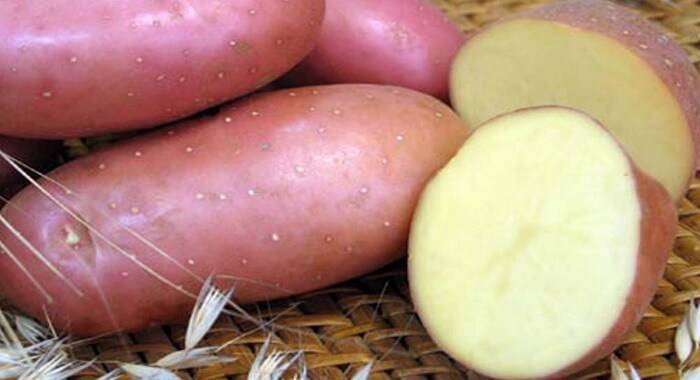 Сорт картофеля «голландка»: характеристика, описание, урожайность, отзывы и фото