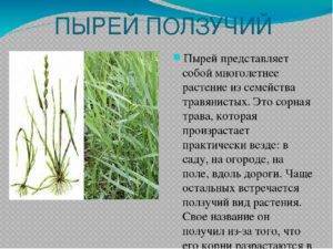 Хвощ полевой: полезные свойства и применение растения