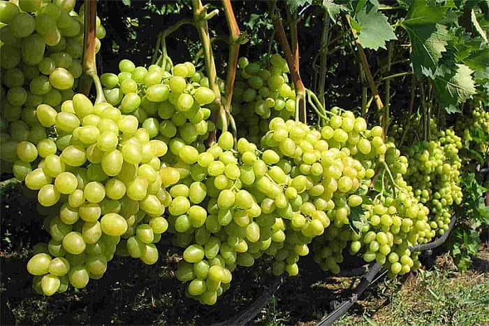 Чем подкормить виноград - минеральные удобрения и народные средства