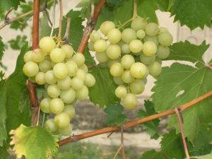 О винограде страшенский: описание и характеристики сорта, посадка и уход