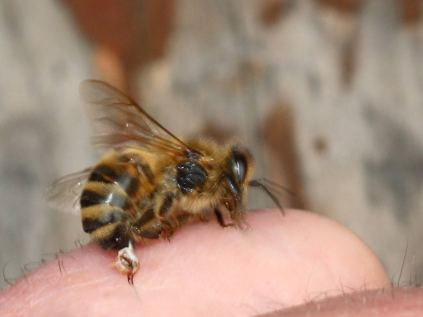 Пчелиный яд — полезные свойства и действие на организм