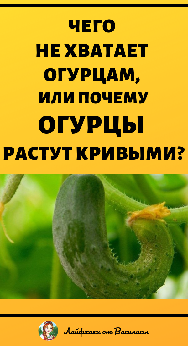 Что не хватает огурцам. Чего не хватант огкрца. Чеготне хватает огурцам. Чего не хватает огурцам. Чего нетхватает огурцам.