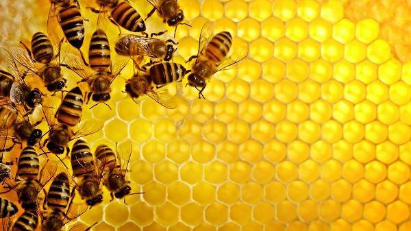 Описание и характеристика сортов чёрного мёда
