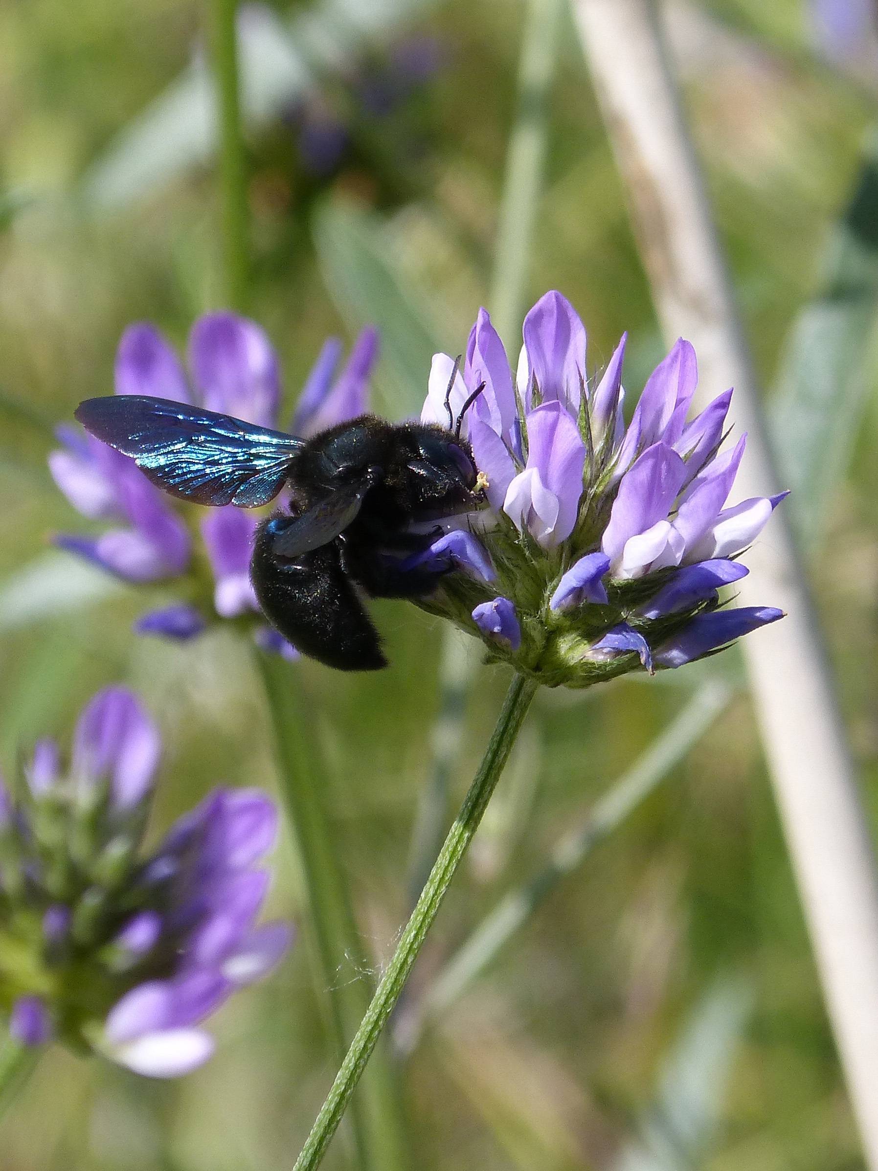 О черном шмеле: шмель-плотник с синими крыльями, укус фиолетового шмеля