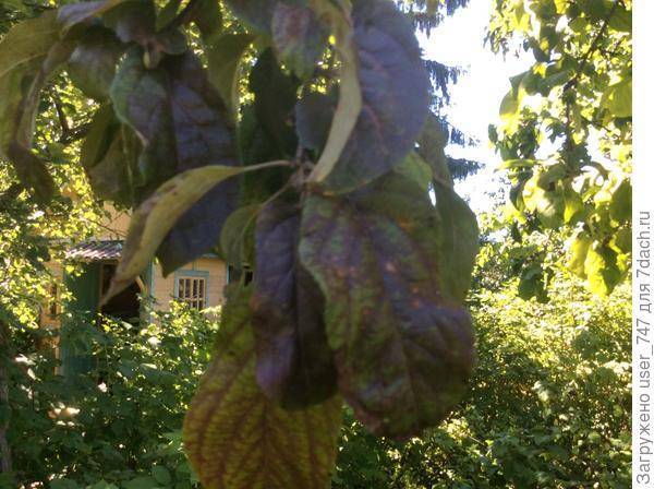 Ржа на листьях яблони. коричневые пятна на яблоне- причины появления и методы борьбы с болезнью