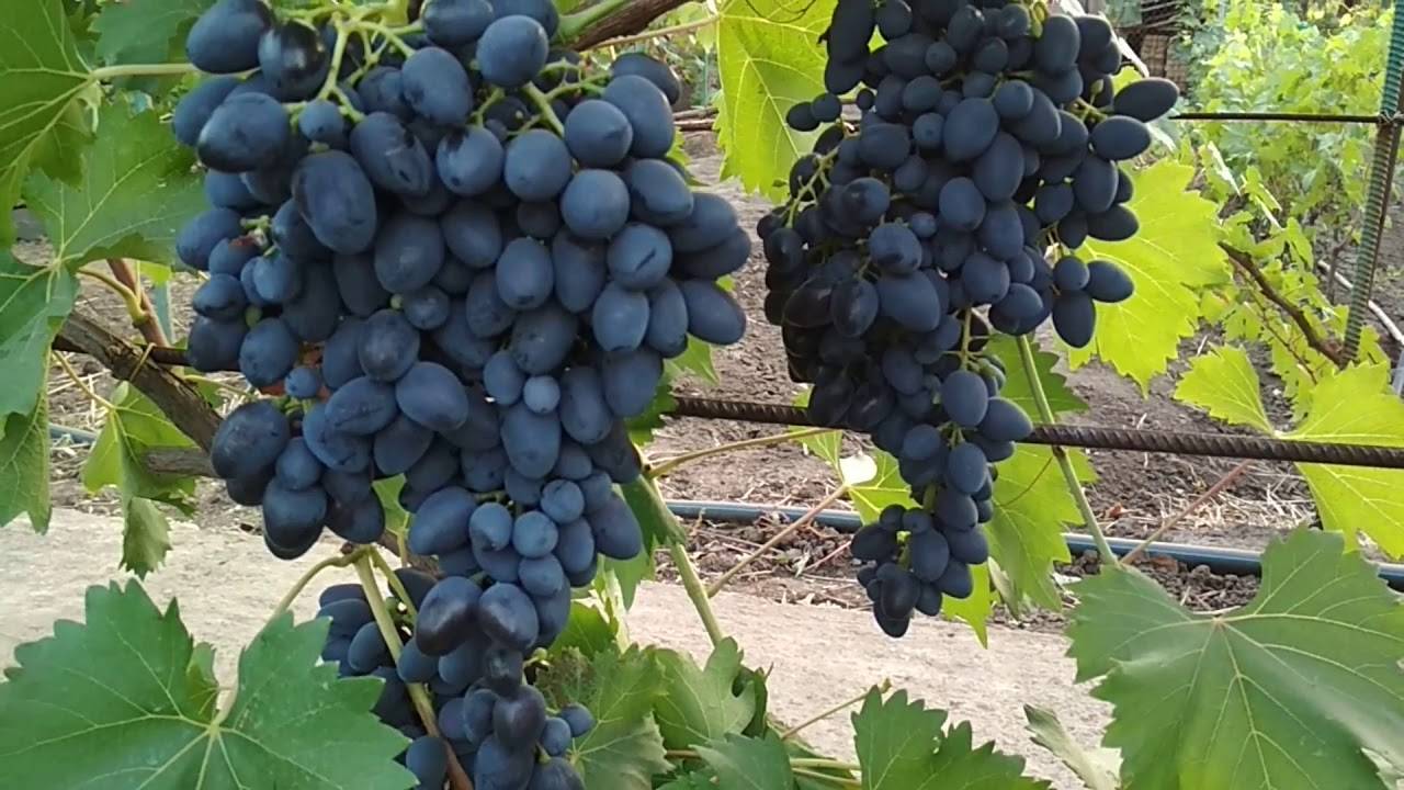 Молодой и очень популярный сорт винограда «надежда ранняя»