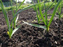 Как вырастить хороший урожай чеснока?
