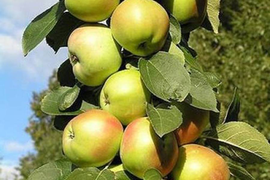 Колоновидные яблони: сорта, посадка и уход