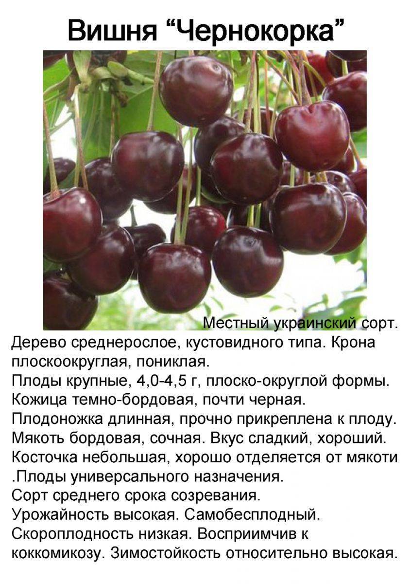 Косточковые: описание вишни чернокорки
