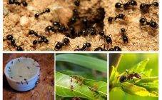 Проблема всех огородов - муравьи: как их вывести раз и навсегда