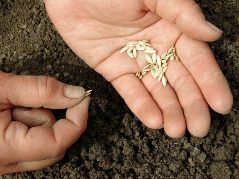 Как вырастить рассаду без почвы с помощью туалетной бумаги?