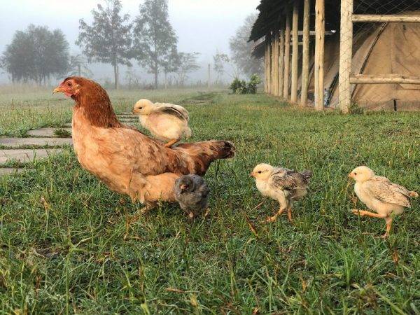 Чем опасна затрудненная яйцекладка у кур и как спасти птиц от смерти?