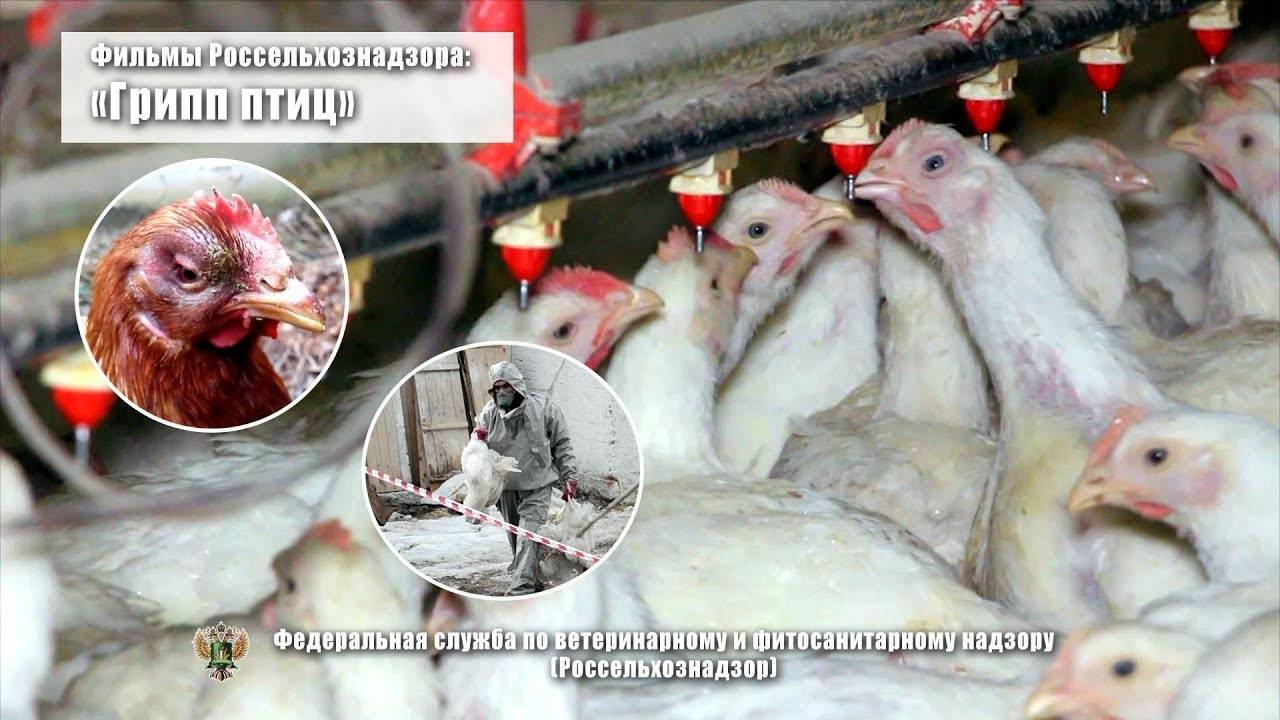 Птичий грипп 2020 симптомы у кур  и как обезопасить человека
