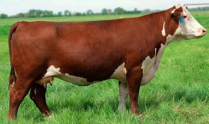 Коровы породы лимузин – лучший вид крс мясного направления 2020