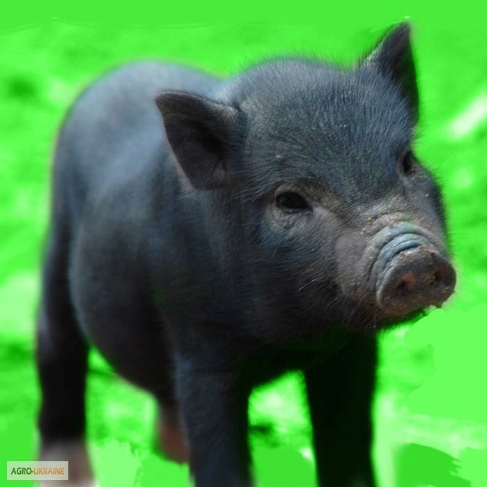 Вьетнамская вислобрюхая свинья – фото, описание, рацион, разведение, отзывы