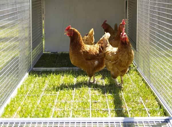 Цыплята бройлеров в домашних условиях: кормление, уход