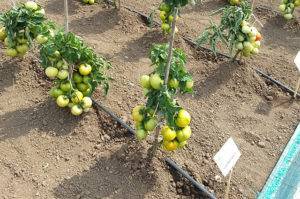 Нужно ли окучивать помидоры в теплице и после высадки в грунт