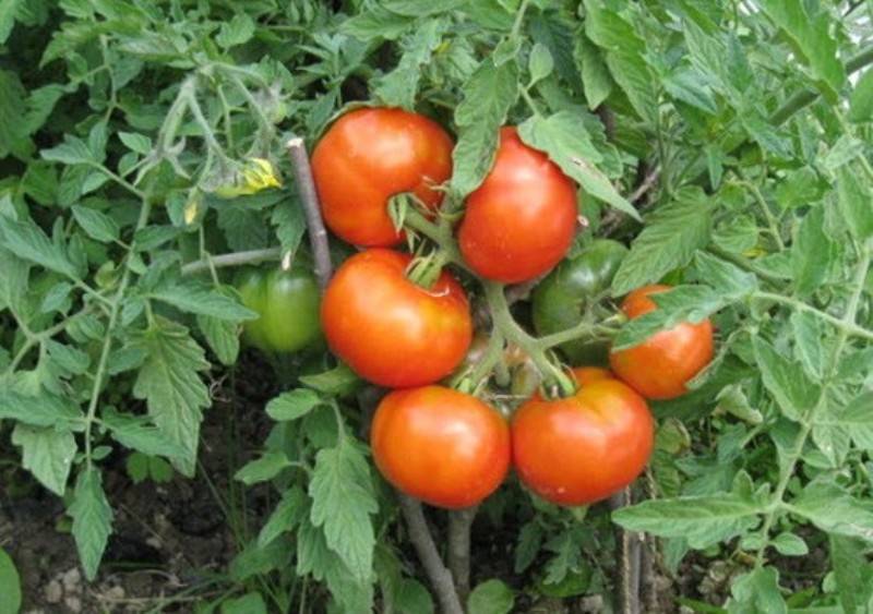 Самые урожайные семена томатов сибирской селекции - общая информация - 2020