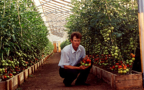 Как посадить томаты по два в лунку