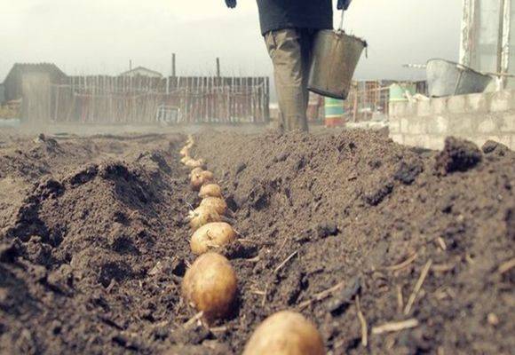 Самые эффективные способы выращивания картофеля или как увеличить урожай картофеля в 3 раза
