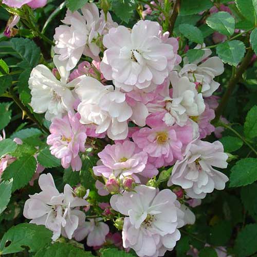 О розе Крылья ангела (Энжел вингс): выращивание сорта китайской розы из семян