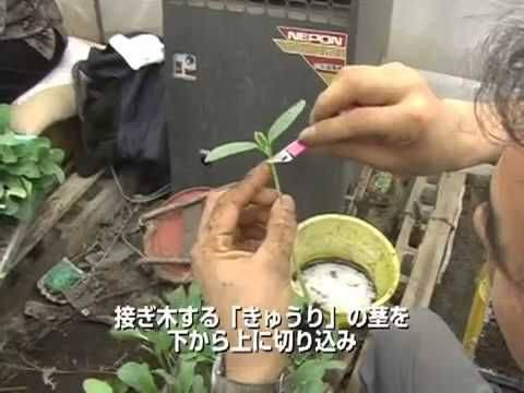 Как привить арбуз на тыкву?
