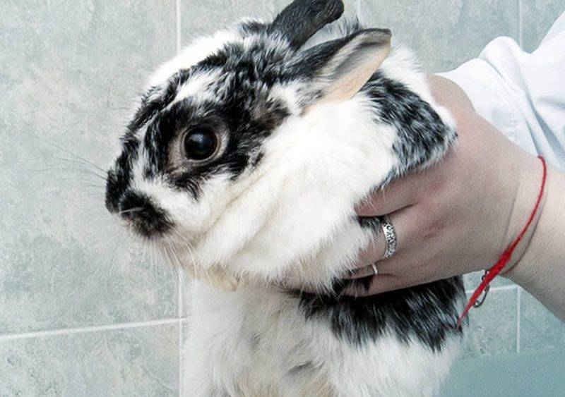 Кролики: симптомы болезни, лечение и уход, профилактика
