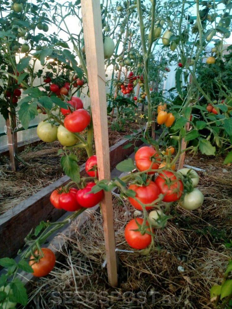 Самые урожайные сорта томатов для открытого грунта: описание, отзывы, фото