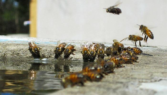 Как и чем подкармливать пчел? советы пчеловодам.