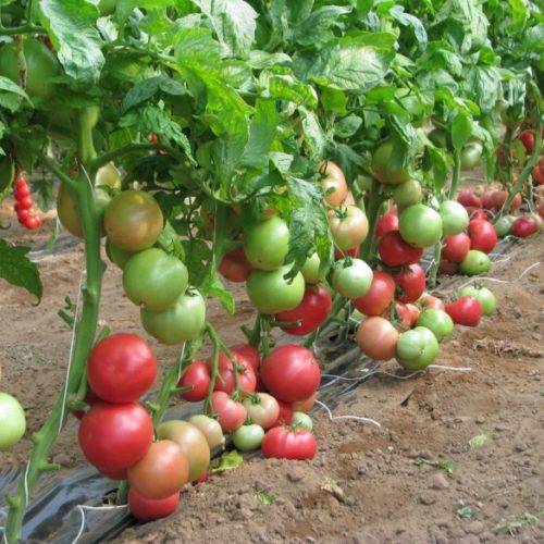 Томат "пинк парадайз" f1: описание и характеристики, урожайность сорта, рекомендации по уходу и выращиванию, фото помидор