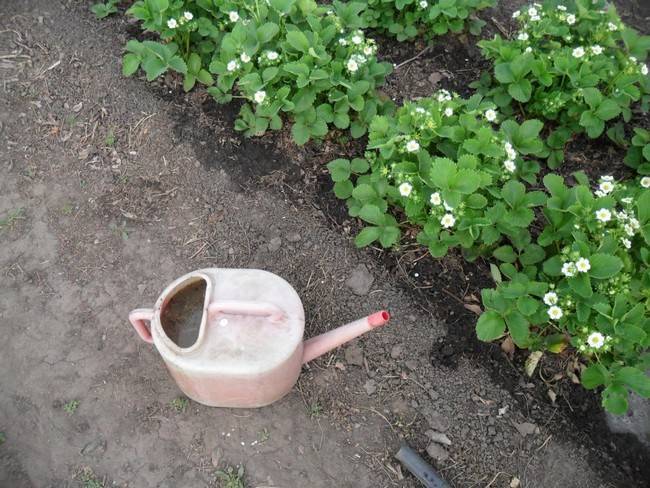 Как часто поливать клубнику и можно ли это делать во время цветения