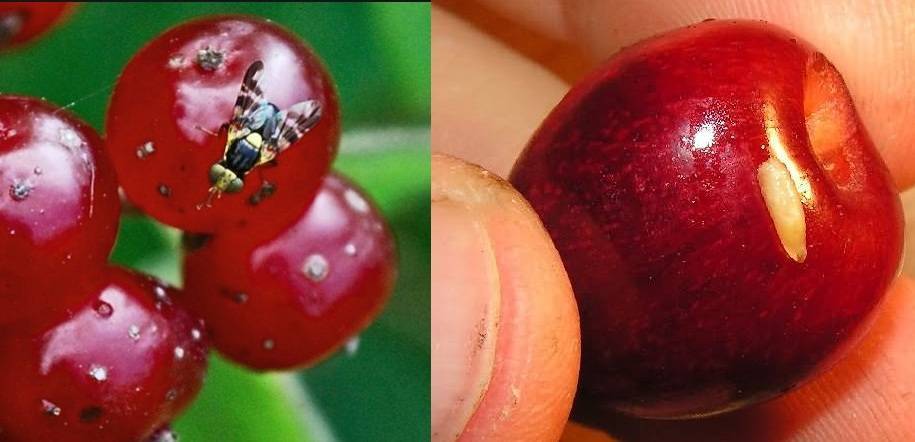 Борьба с вишневой мухой осенью. вишневая муха: методы борьбы. морфология развития вишневой мухи