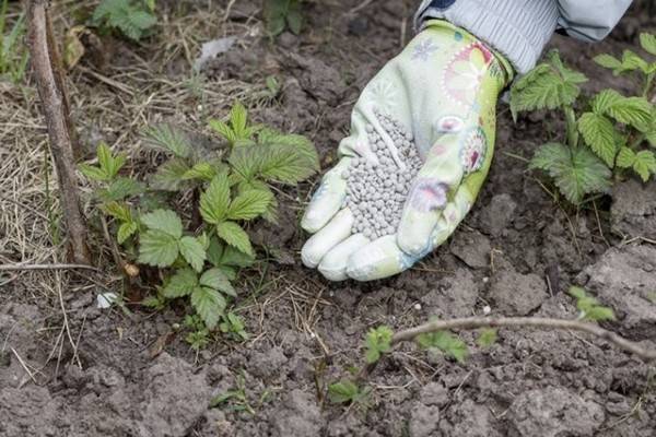 Удобрения для клубники весной для увеличения урожая - какое самое лучшее удобрение?