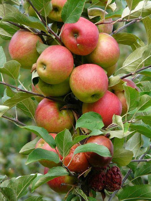 О яблоне Белорусское сладкое: описание и характеристики сорта, посадка и уход