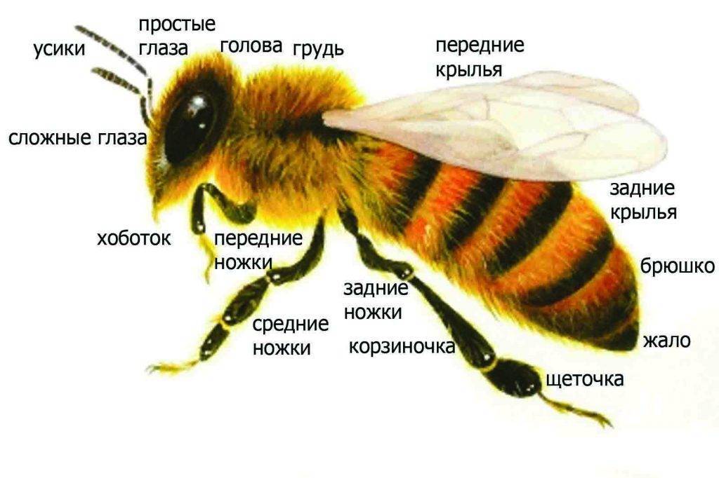 Как выглядит настоящая пчела: строение, сколько крыльев, все о пчелиной семье