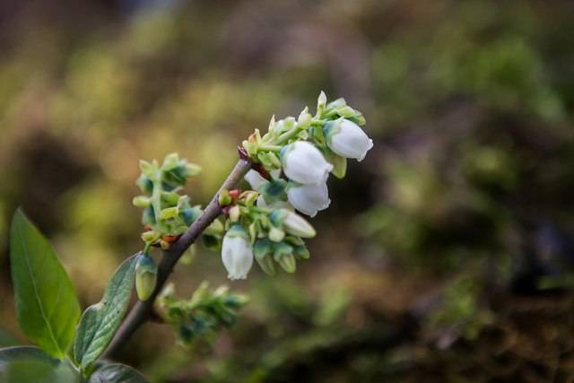 Растение голубика садовая: описание сортов и фото, выращивание и уход