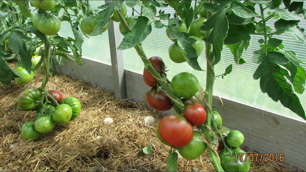 Томат сайт: описание, отзывы, фото, характеристика  | tomatland.ru