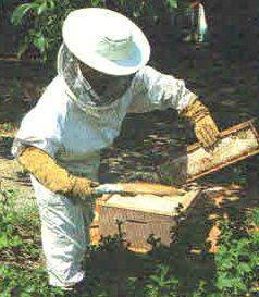 Прополис пчелиный: что это, как называется пчелиный помет, от чего помогает