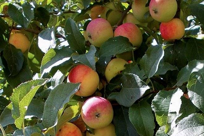 Подробная характеристика и особенности выращивания яблони сорта анис свердловский