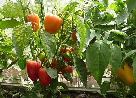 Удобрения для рассады томатов и перца в домашних условиях