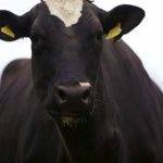 Диагностика и устранение вирусной диареи коров