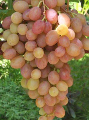 Виноград румба: описание сорта, фото, отзывы