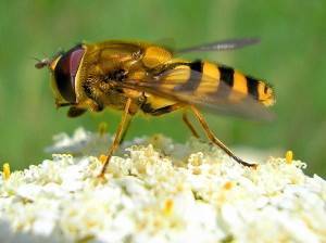 Кто такие земляные пчелы: как выглядят, где живут и как избавиться?